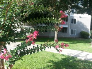 Countryside at the University