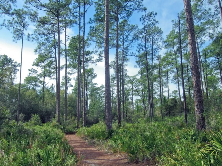 Top 5 Hiking Spots in Gainesville