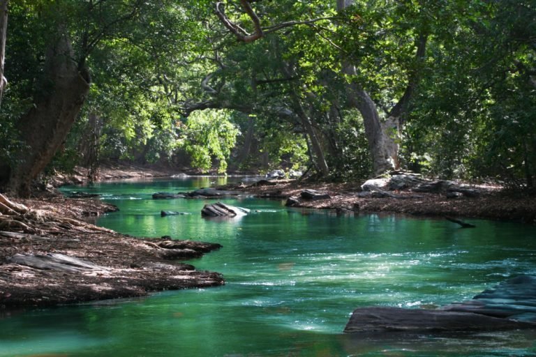 Splash Into the Springs Near Gainesville, FL »